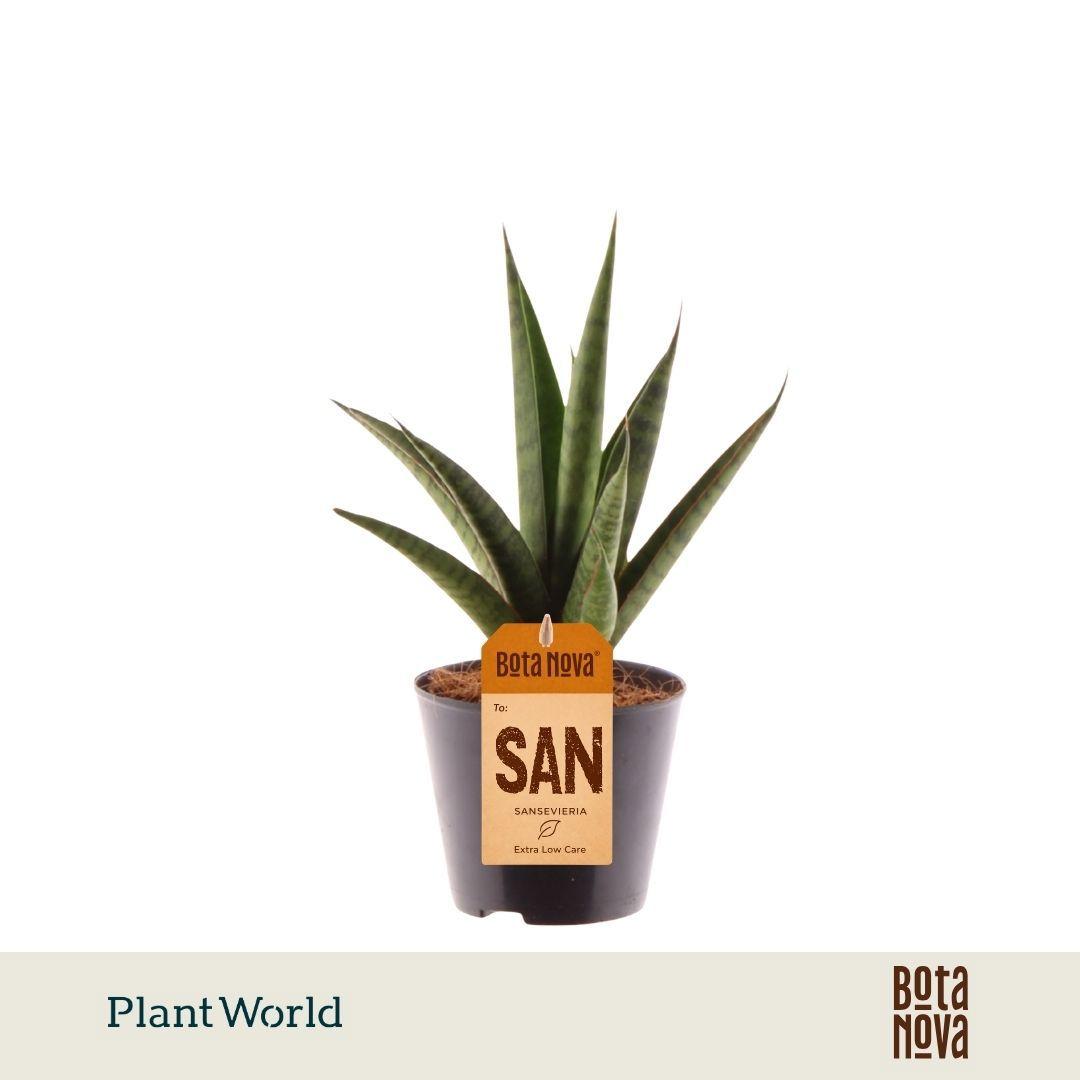 Горшечные цветы и растения оптом Sansevieria Trifciata Pineapple от 12шт (для телеги) из Голландии с доставкой по России
