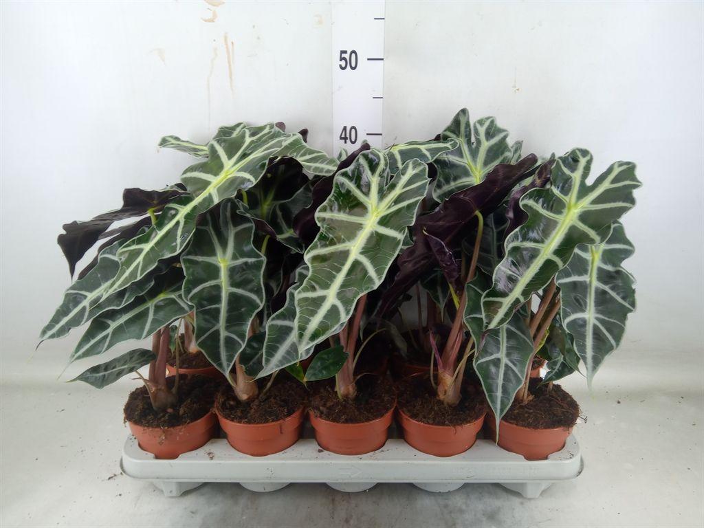 Горшечные цветы и растения оптом Alocasia Polly от 10шт (для телеги) из Голландии с доставкой по России Горшечные цветы и растения оптом Alocasia Polly от 10шт (для телеги) из Голландии с доставкой по России