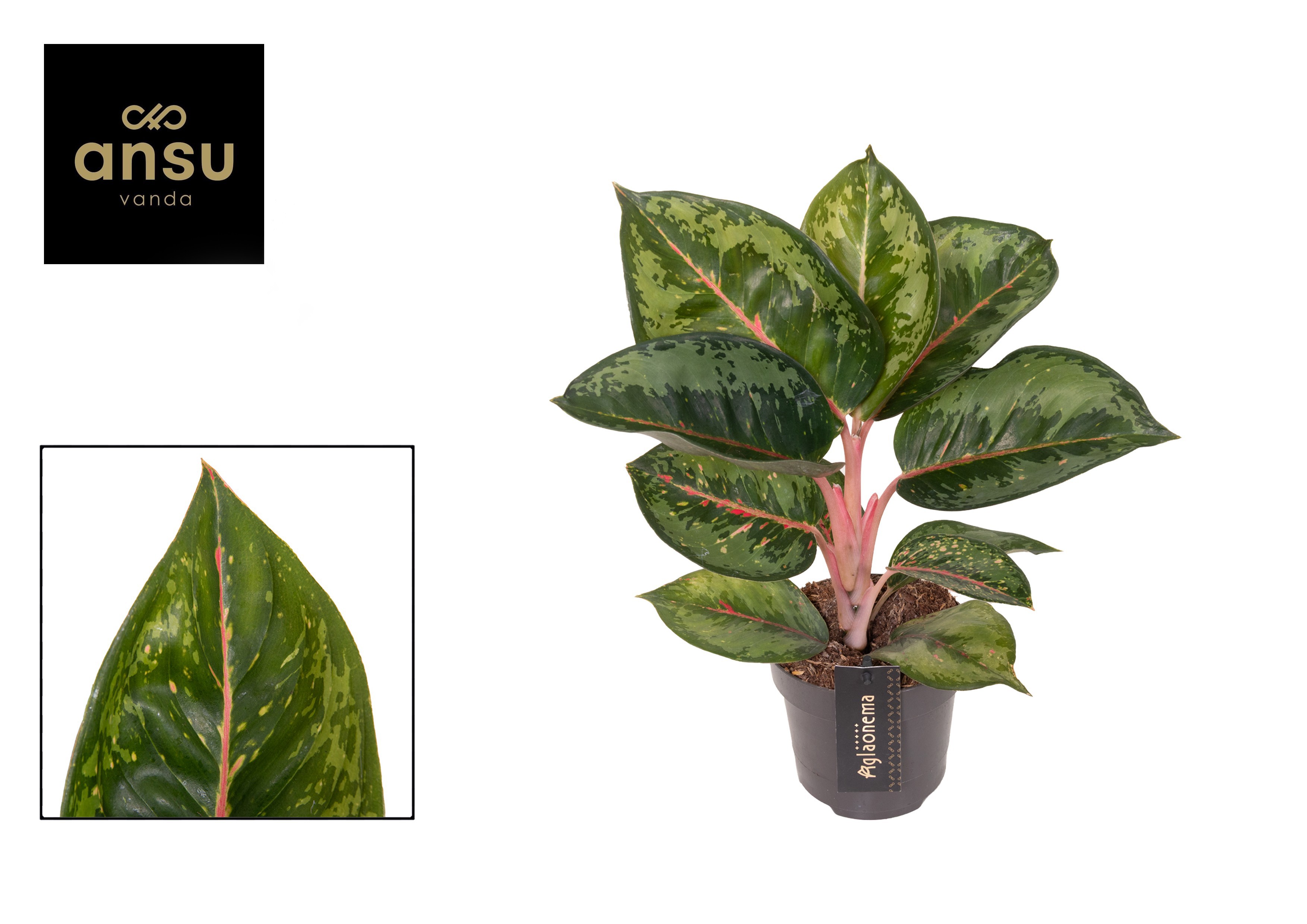 Горшечные цветы и растения оптом Aglaonema Camo Rubina от 2шт из Голландии с доставкой по России