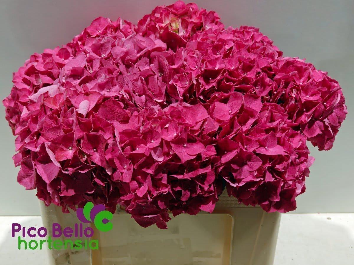 Срезанные цветы оптом Hydrangea rodeo red от 10шт... из Голландии с доставкой по России