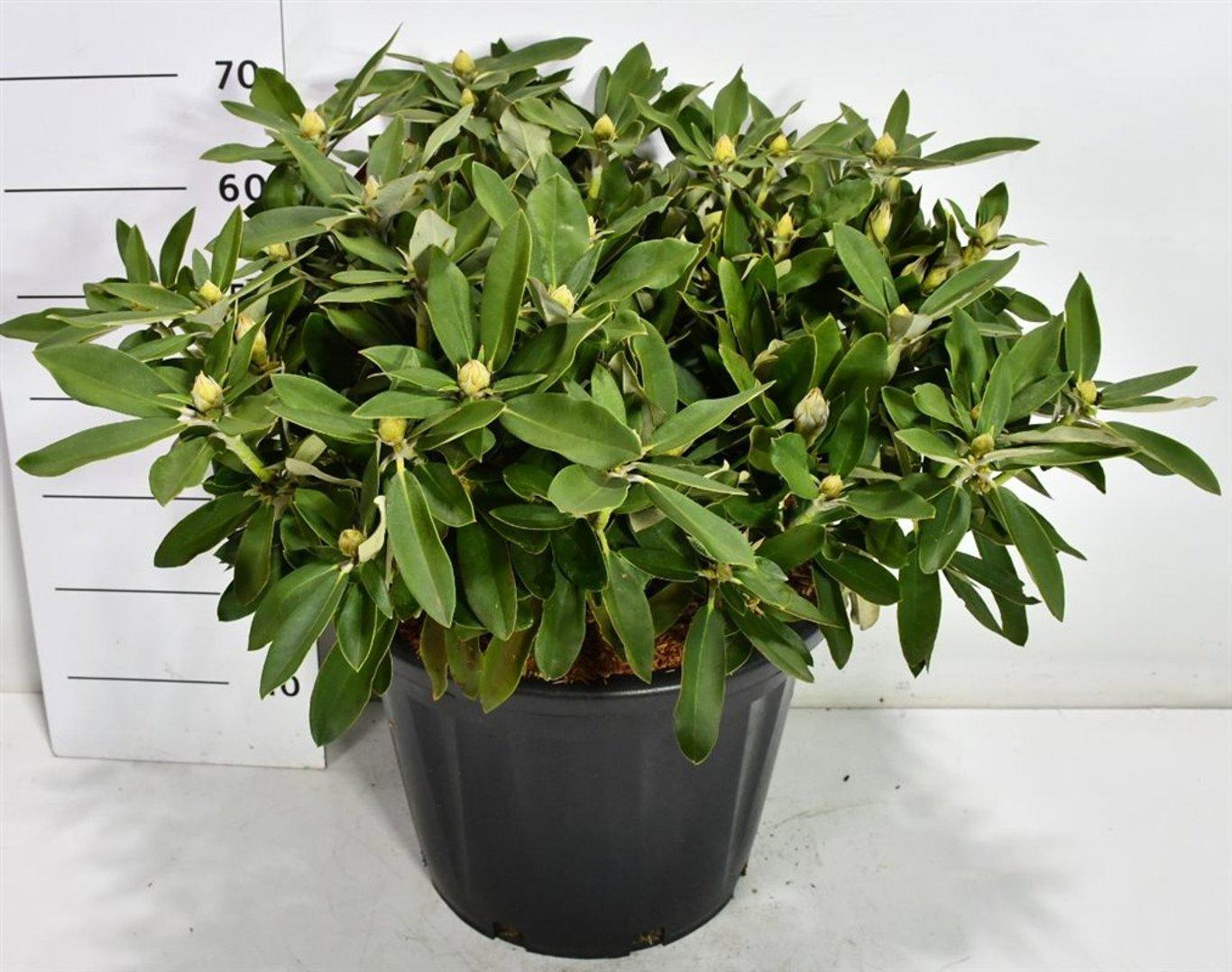 Горшечные цветы и растения оптом Rhododendron Yak. tina Heinje от 1шт из Голландии с доставкой по России