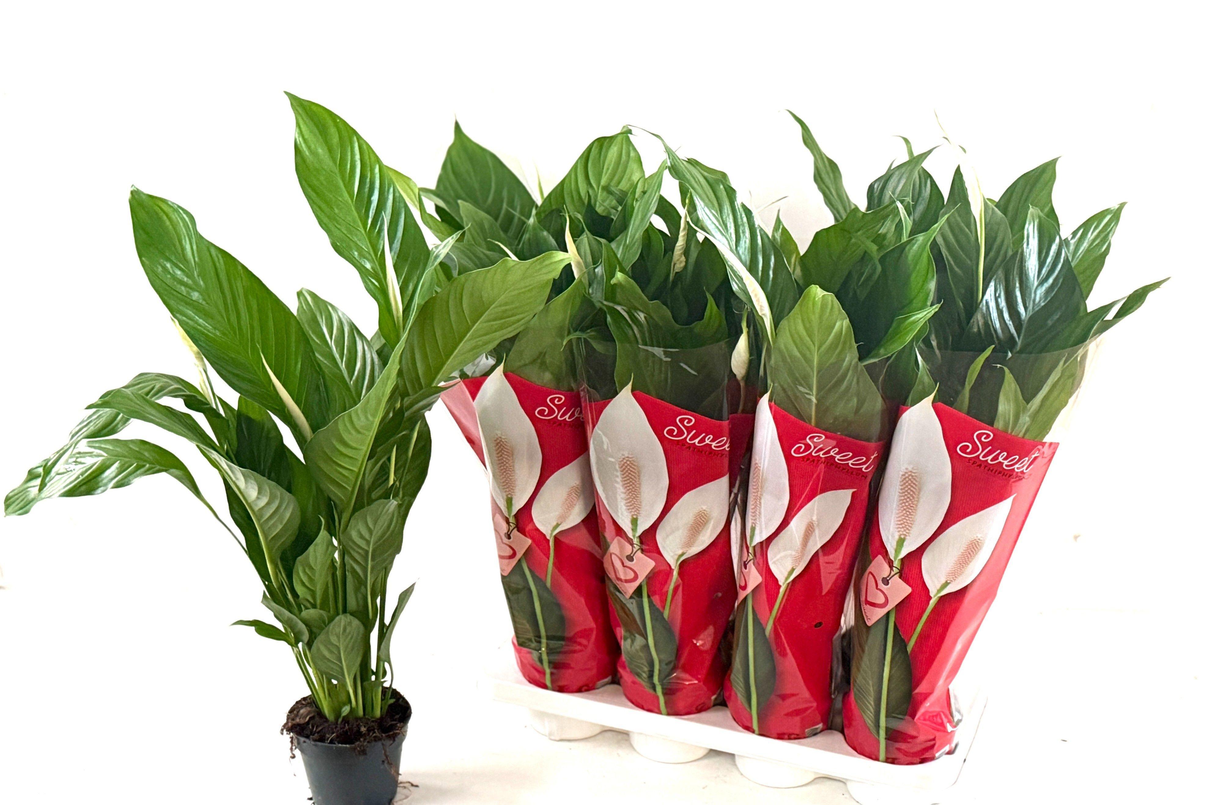 Горшечные цветы и растения оптом Spath Sweet Silvio от 8шт из Голландии с доставкой по России