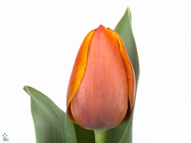 Срезанные цветы оптом Tulipa si ad rem от 50шт из Голландии с доставкой по России