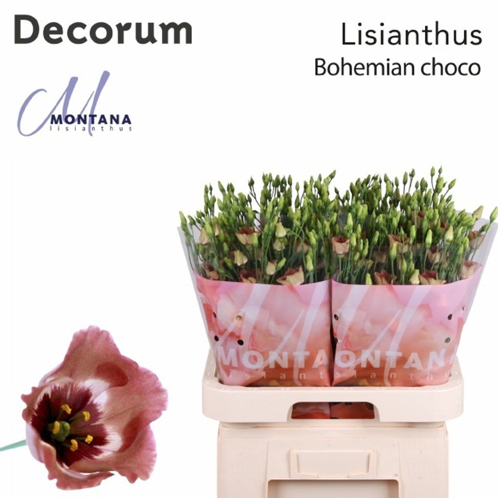 Срезанные цветы оптом Lisianthus si bohemian choco от 40шт из Голландии с доставкой по России