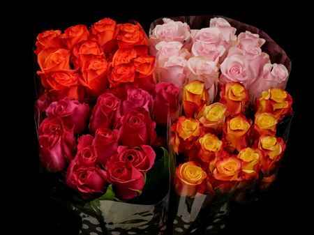 Срезанные цветы оптом Rosa ec mix in bucket от 80шт из Голландии с доставкой по России