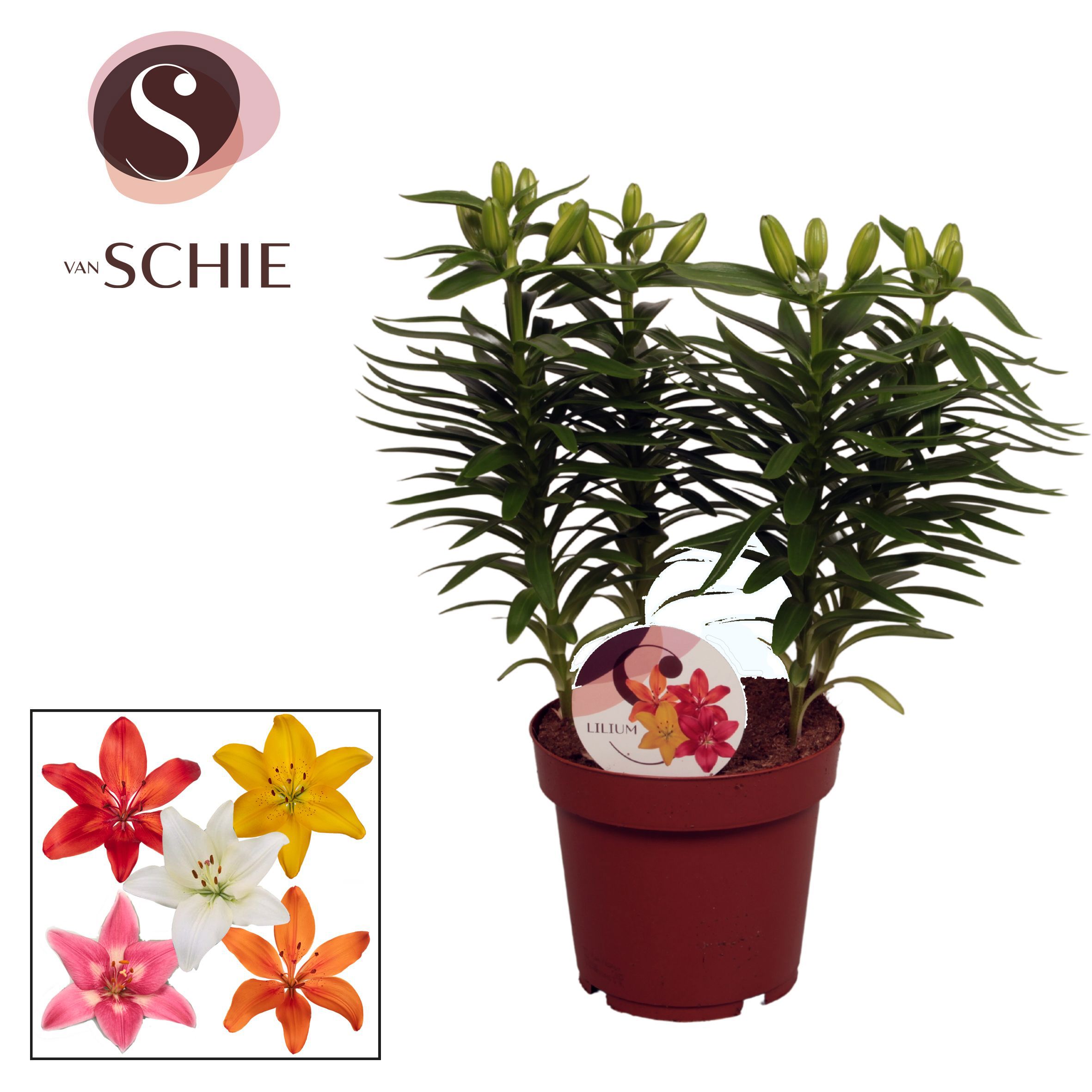 Горшечные цветы и растения оптом Lilium As Mix 4pp от 5шт из Голландии с доставкой по России