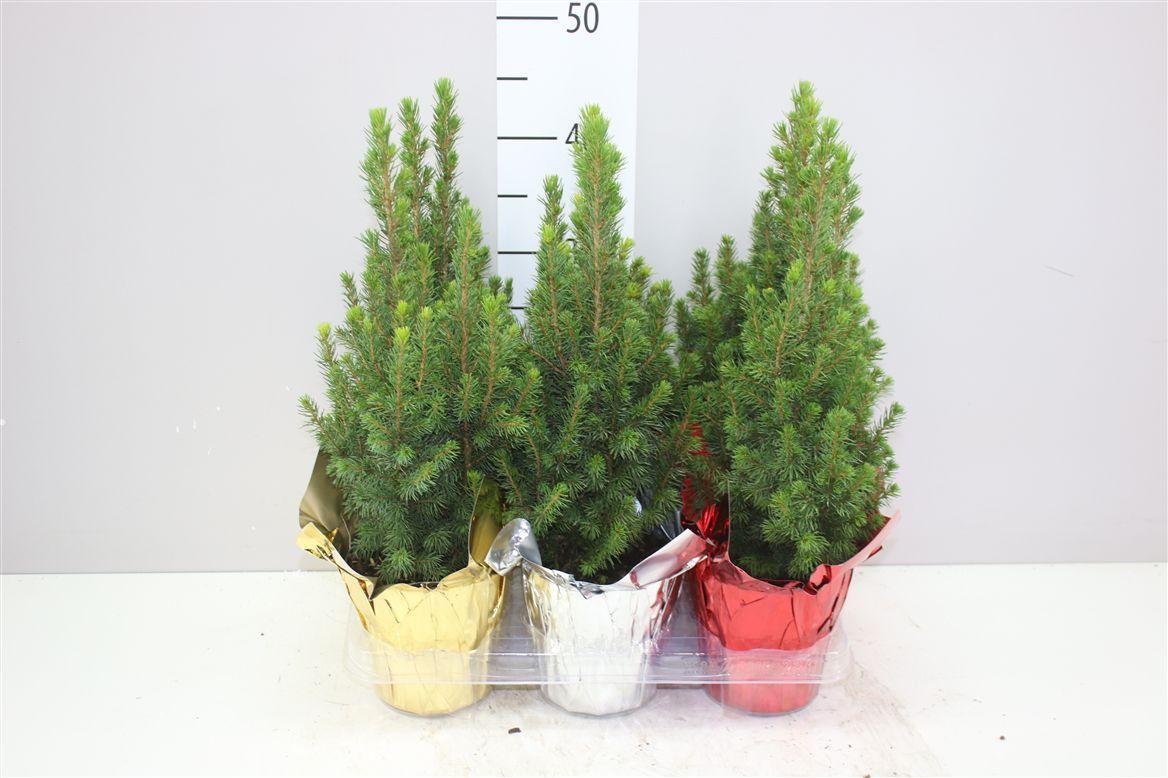 Горшечные цветы и растения оптом Picea Gl Perfecta Potcover Color Metallic Mix от 6шт из Голландии с доставкой по России