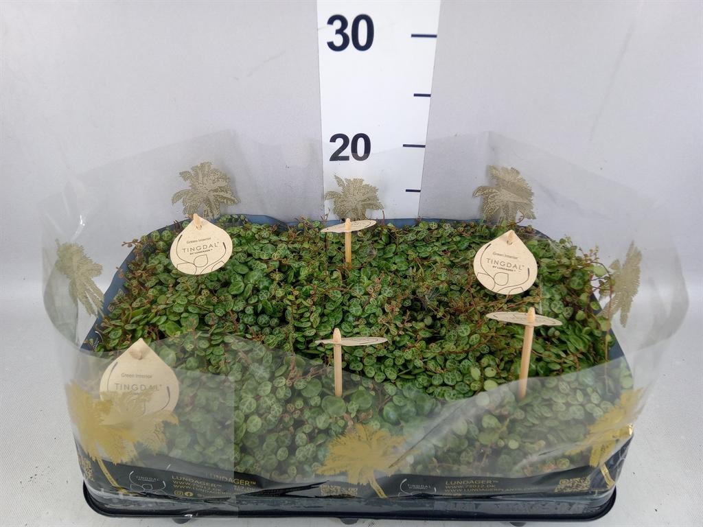 Горшечные цветы и растения оптом Peperomia Pros. от 6шт из Голландии с доставкой по России