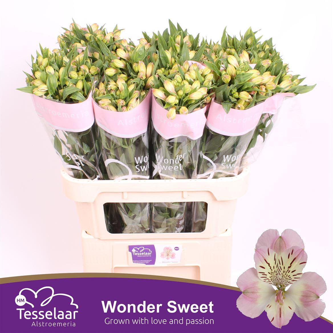 Срезанные цветы оптом Alstroemeria wonder sweet от 80шт из Голландии с доставкой по России