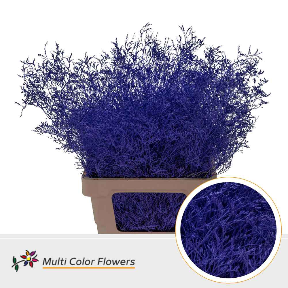 Срезанные цветы оптом Limonium paint violet от 25шт из Голландии с доставкой по России