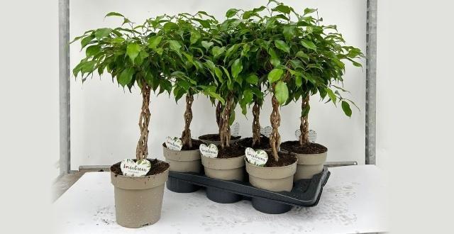 Горшечные цветы и растения оптом Ficus Be Adora Twisted Stem от 6шт из Голландии с доставкой по России
