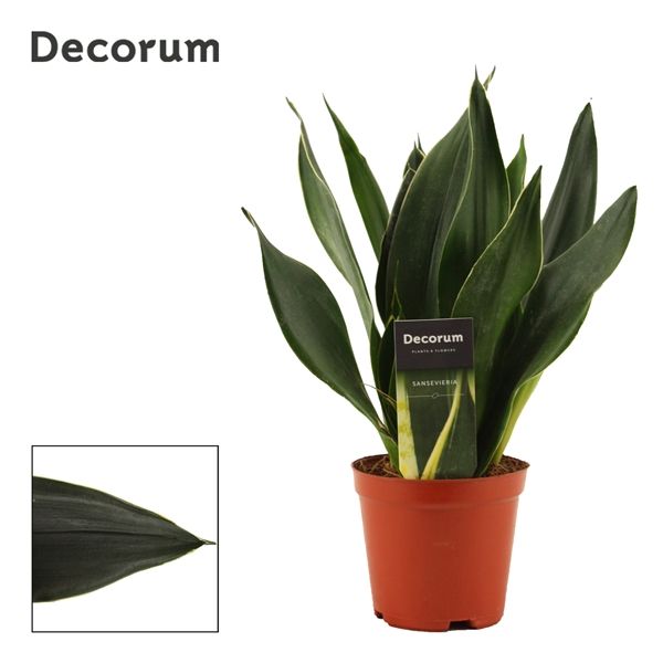 Горшечные цветы и растения оптом Sansevieria Black Diamond (decorum) от 10шт из Голландии с доставкой по России