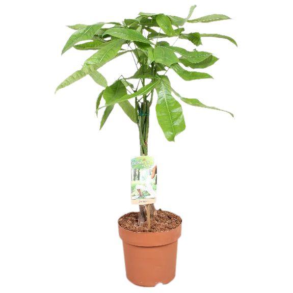 Горшечные цветы и растения оптом Pachira Aquatica Twisted Stem от 1шт из Голландии с доставкой по России