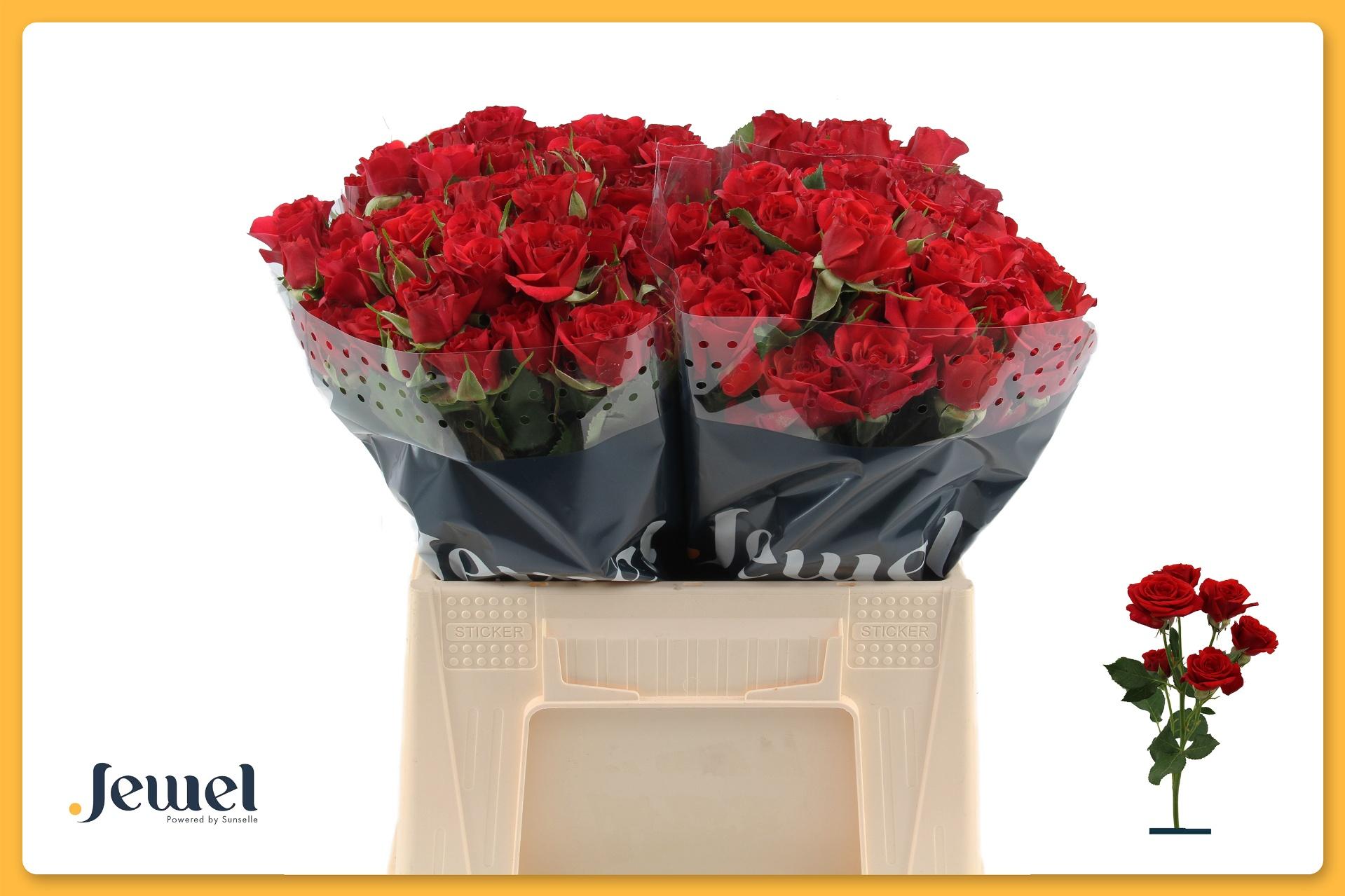 Срезанные цветы оптом Rosa spray mirabel от 40шт из Голландии с доставкой по России