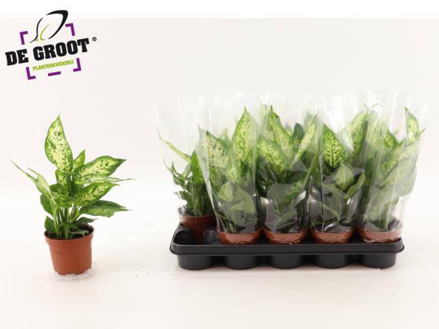 Горшечные цветы и растения оптом Dieff Compacta от 10шт из Голландии с доставкой по России Горшечные цветы и растения оптом Dieff Compacta от 10шт из Голландии с доставкой по России