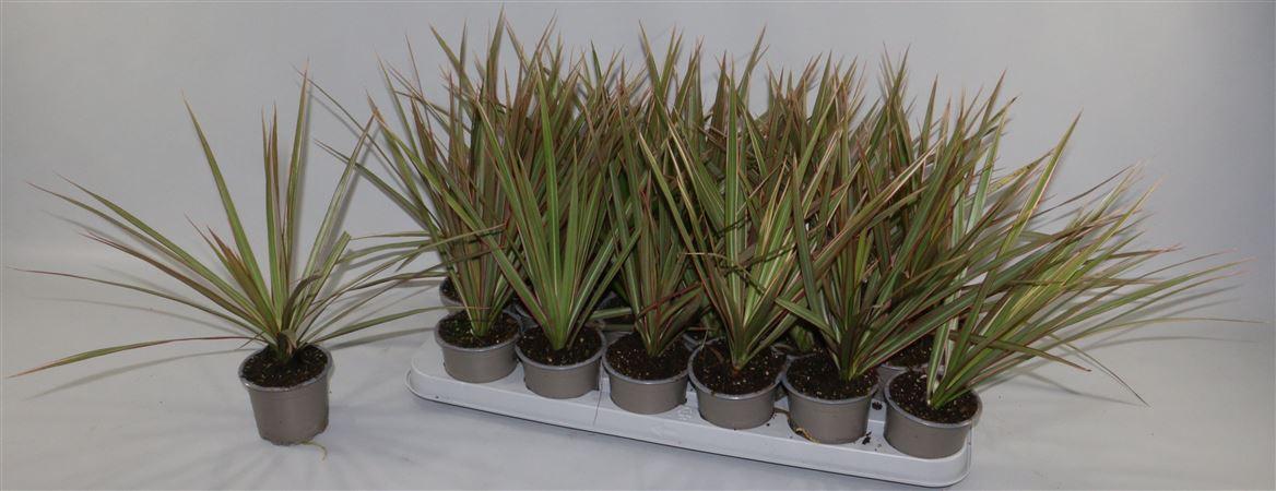 Горшечные цветы и растения оптом Drac Bicolor Head от 18шт (для телеги) из Голландии с доставкой по России