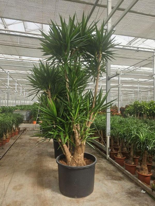 Горшечные цветы и растения оптом Yucca Elephantipes от 1шт из Голландии с доставкой по России