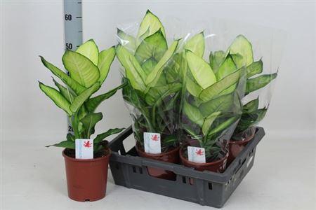 Горшечные цветы и растения оптом Dieffenbachia Summer Style 1 от 6шт из Голландии с доставкой по России