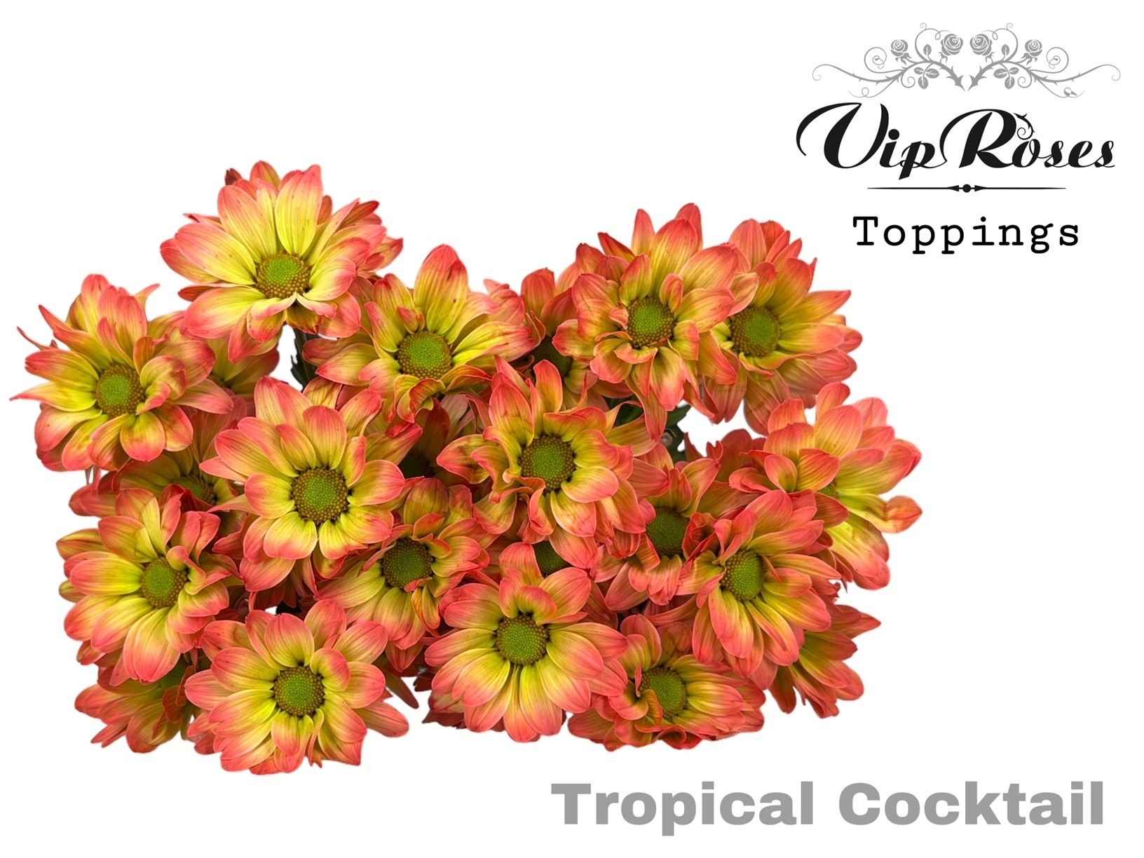 Срезанные цветы оптом Chrys sp paint tropical cocktail от 20шт из Голландии с доставкой по России