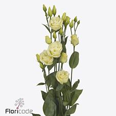 Срезанные цветы оптом Lisianthus do rosita yellow от 20шт из Голландии с доставкой по России