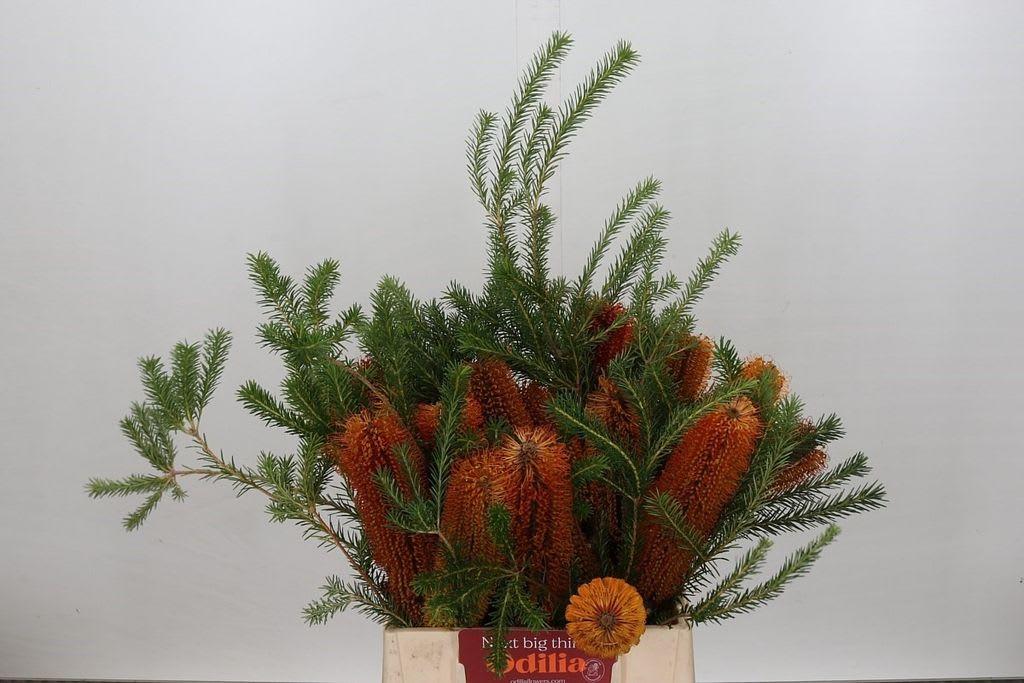 Срезанные цветы оптом Banksia spinulosa от 15шт из Голландии с доставкой по России
