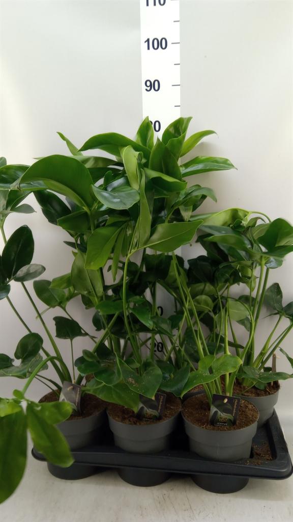 Горшечные цветы и растения оптом Philodendron fun Bun от 6шт из Голландии с доставкой по России