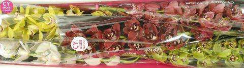 Срезанные цветы оптом Minicymbidium mix от 5шт. из Голландии с доставкой по России