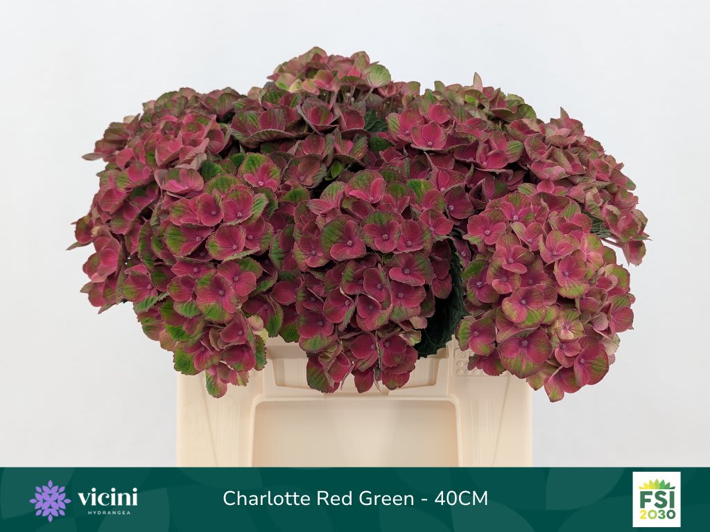 Срезанные цветы оптом Hydrangea mag charlotte от 10шт из Голландии с доставкой по России