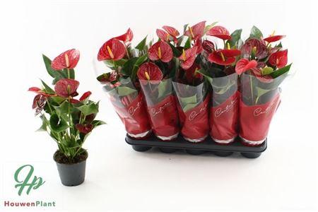 Горшечные цветы и растения оптом Anth An Success Red 4+ In Couture Success от 10шт из Голландии с доставкой по России