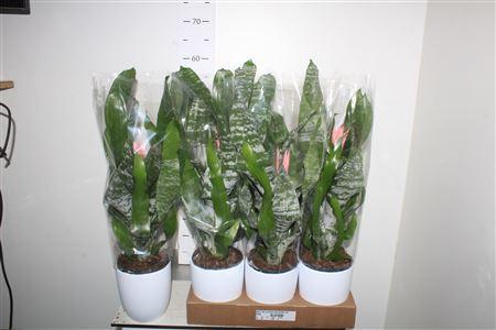 Горшечные цветы и растения оптом Aech Fas Primera Keramiek Wit * Spring Deal * от 6шт из Голландии с доставкой по России