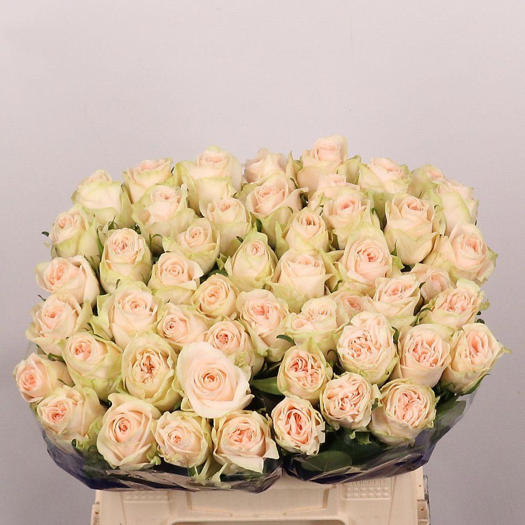 Срезанные цветы оптом Rosa large wedding rose от 50шт из Голландии с доставкой по России