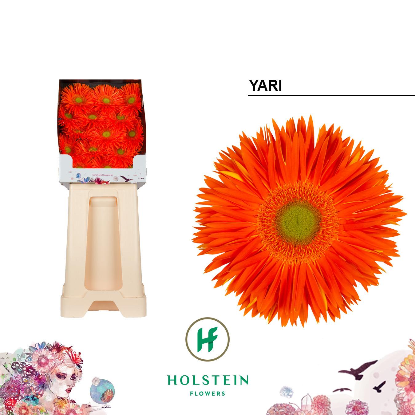 Срезанные цветы оптом Gerbera diamond yari+ от 45шт из Голландии с доставкой по России