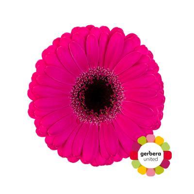 Срезанные цветы оптом Germini virgil+ от 30шт из Голландии с доставкой по России