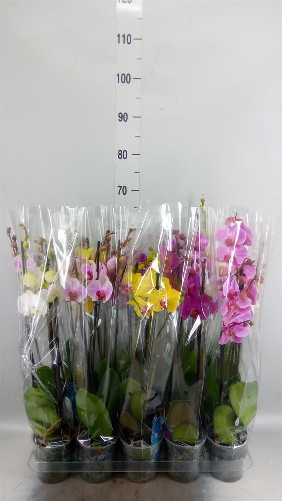 Горшечные цветы и растения оптом Phalaenopsis   ...mix  5 от 10шт из Голландии с доставкой по России