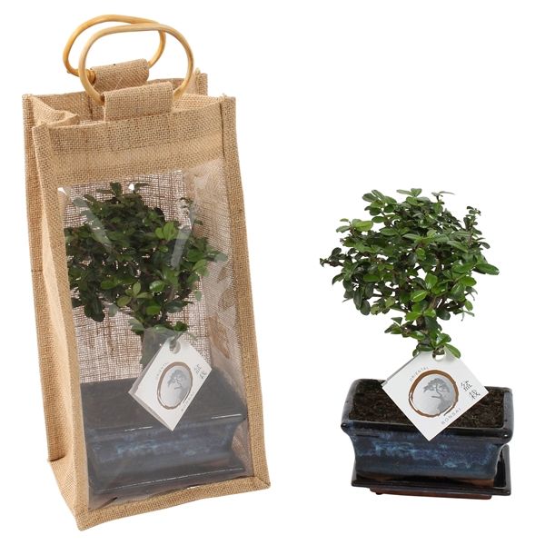 Горшечные цветы и растения оптом Bonsai Mix In Ceramic In Jute Giftbag Ball S от 7шт из Голландии с доставкой по России