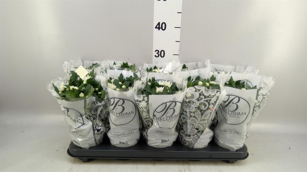 Горшечные цветы и растения оптом Chrysanthemum da Vinci White от 10шт из Голландии с доставкой по России