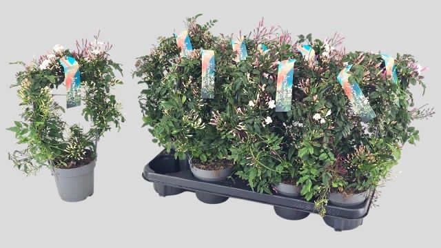 Горшечные цветы и растения оптом Jasm Polyanthum Wit от 9шт из Голландии с доставкой по России