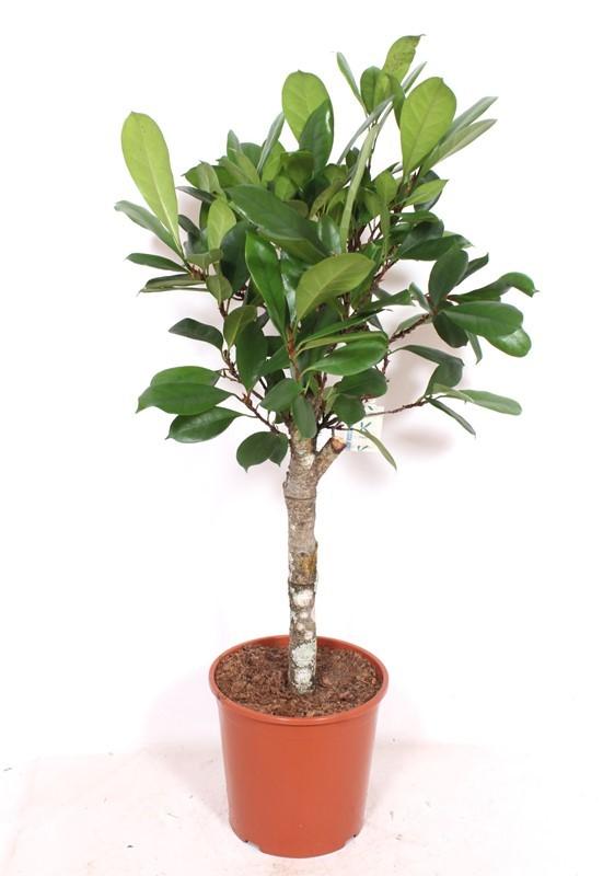 Горшечные цветы и растения оптом Ficus Cyathistipula On Stem от 1шт из Голландии с доставкой по России