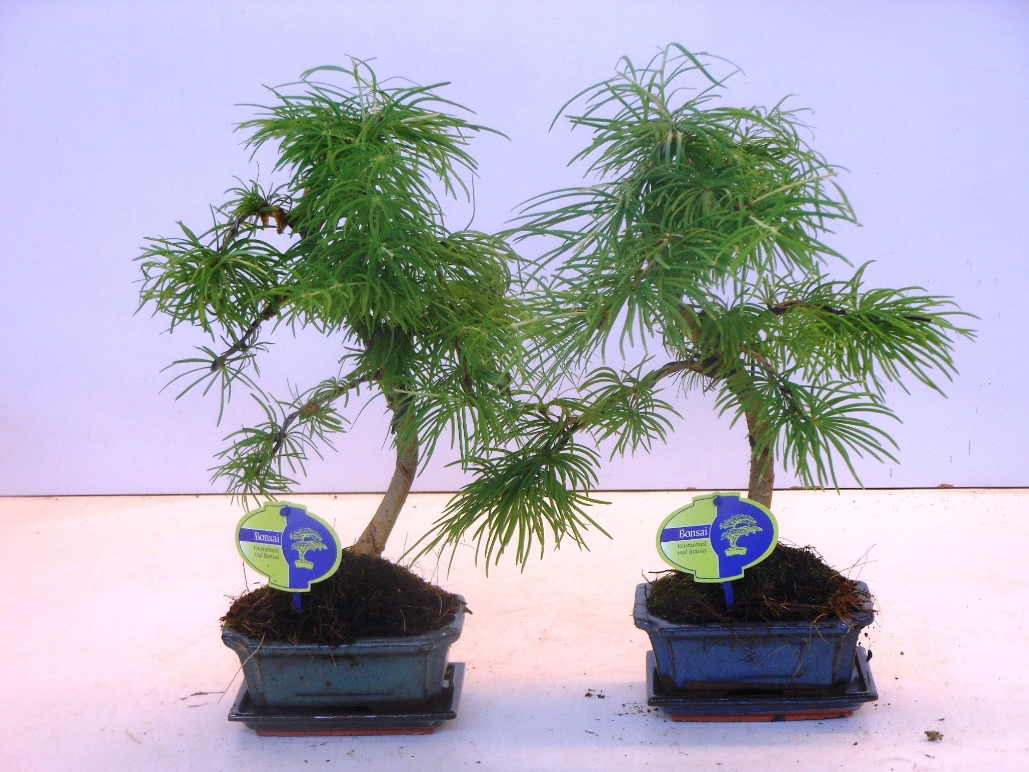 Горшечные цветы и растения оптом Bonsai Pseudolarix Amabilis , With Drip от 8шт из Голландии с доставкой по России
