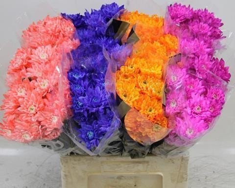 Срезанные цветы оптом Chrys sp paint baltica mix от 30шт из Голландии с доставкой по России