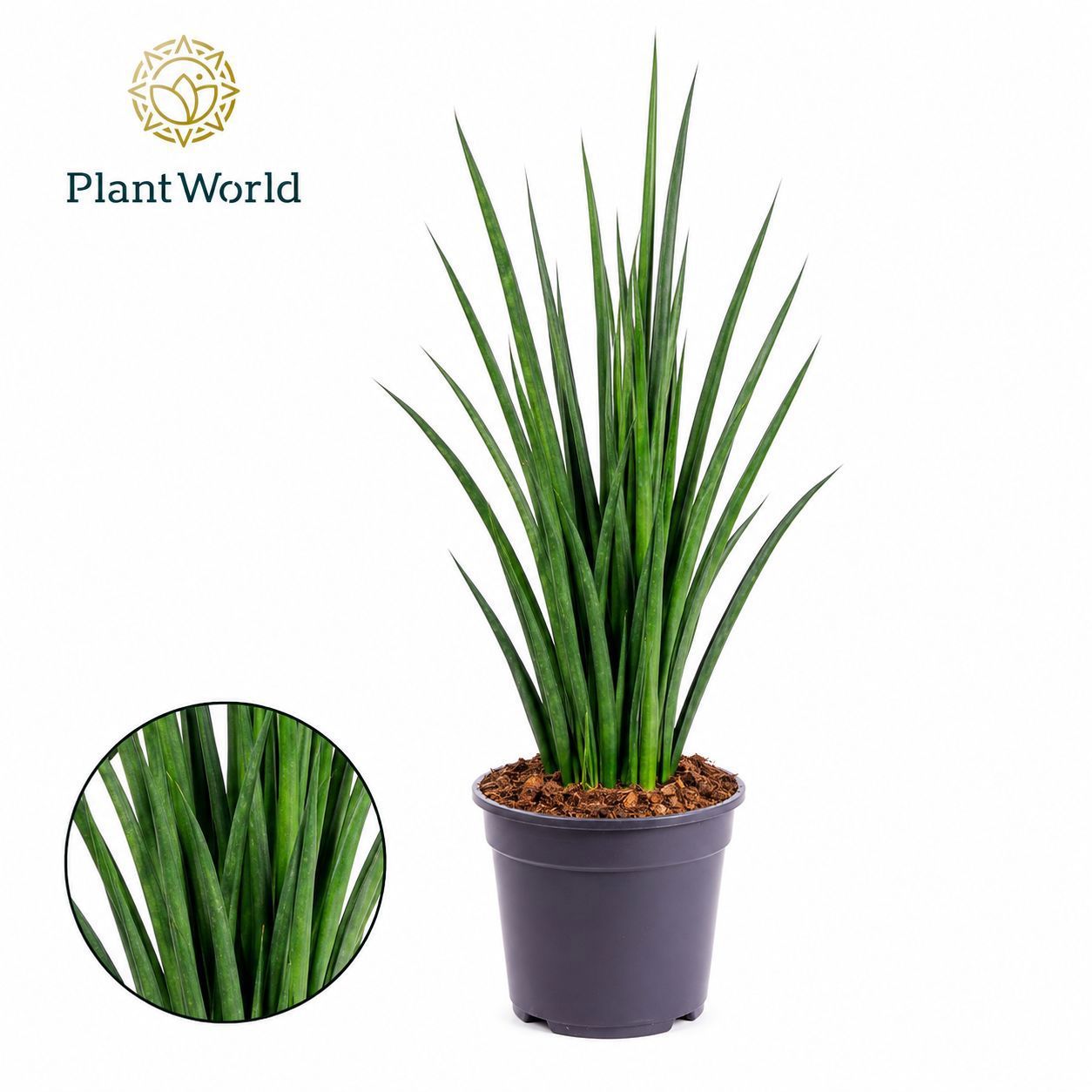 Горшечные цветы и растения оптом Sansevieria Kirkii Friends от 5шт из Голландии с доставкой по России
