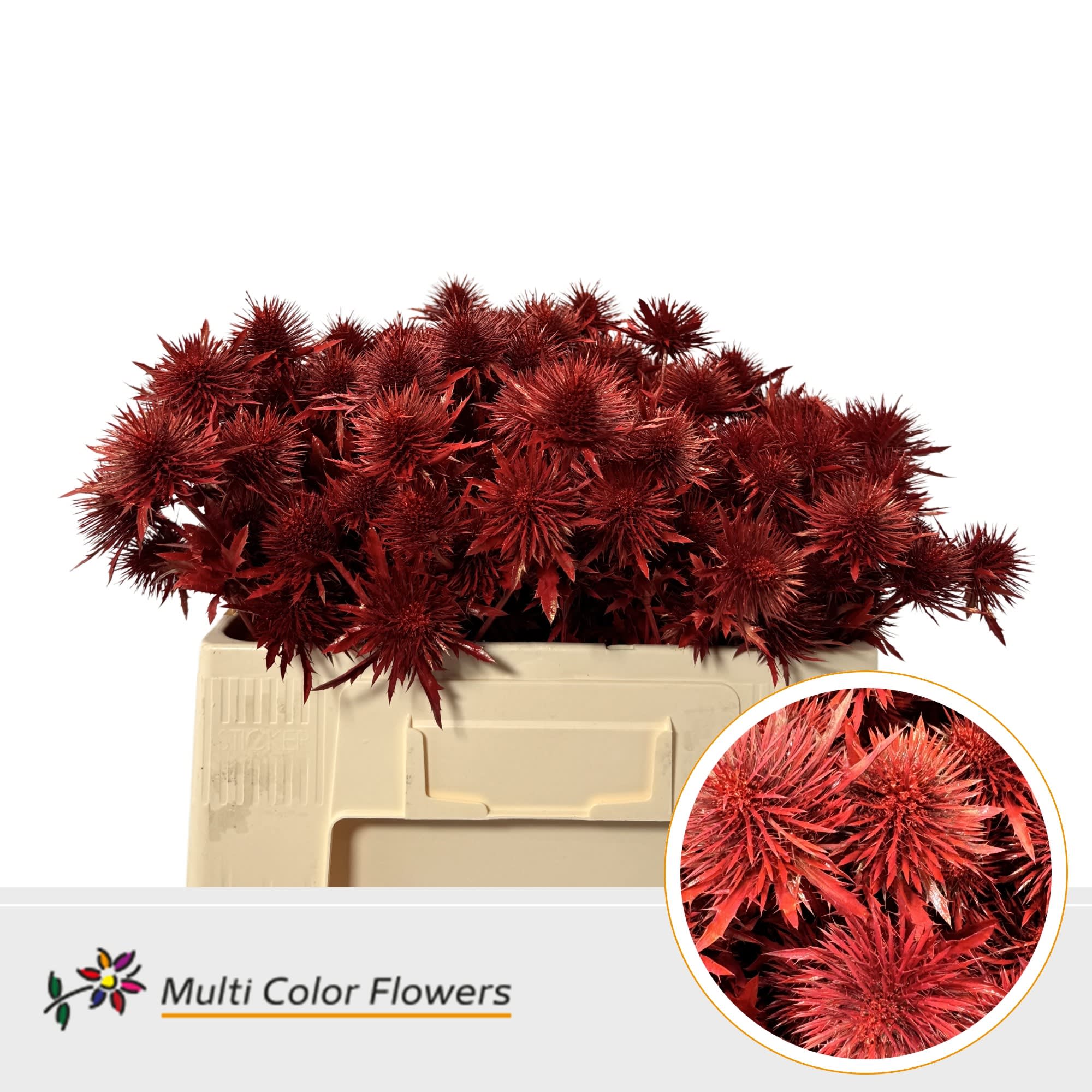 Срезанные цветы оптом Eryngium paint red от 60шт из Голландии с доставкой по России