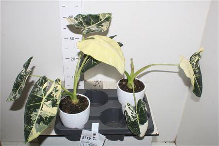 Горшечные цветы и растения оптом Alocasia Frydek Variegata Keramiek Wit от 2шт (для телеги) из Голландии с доставкой по России