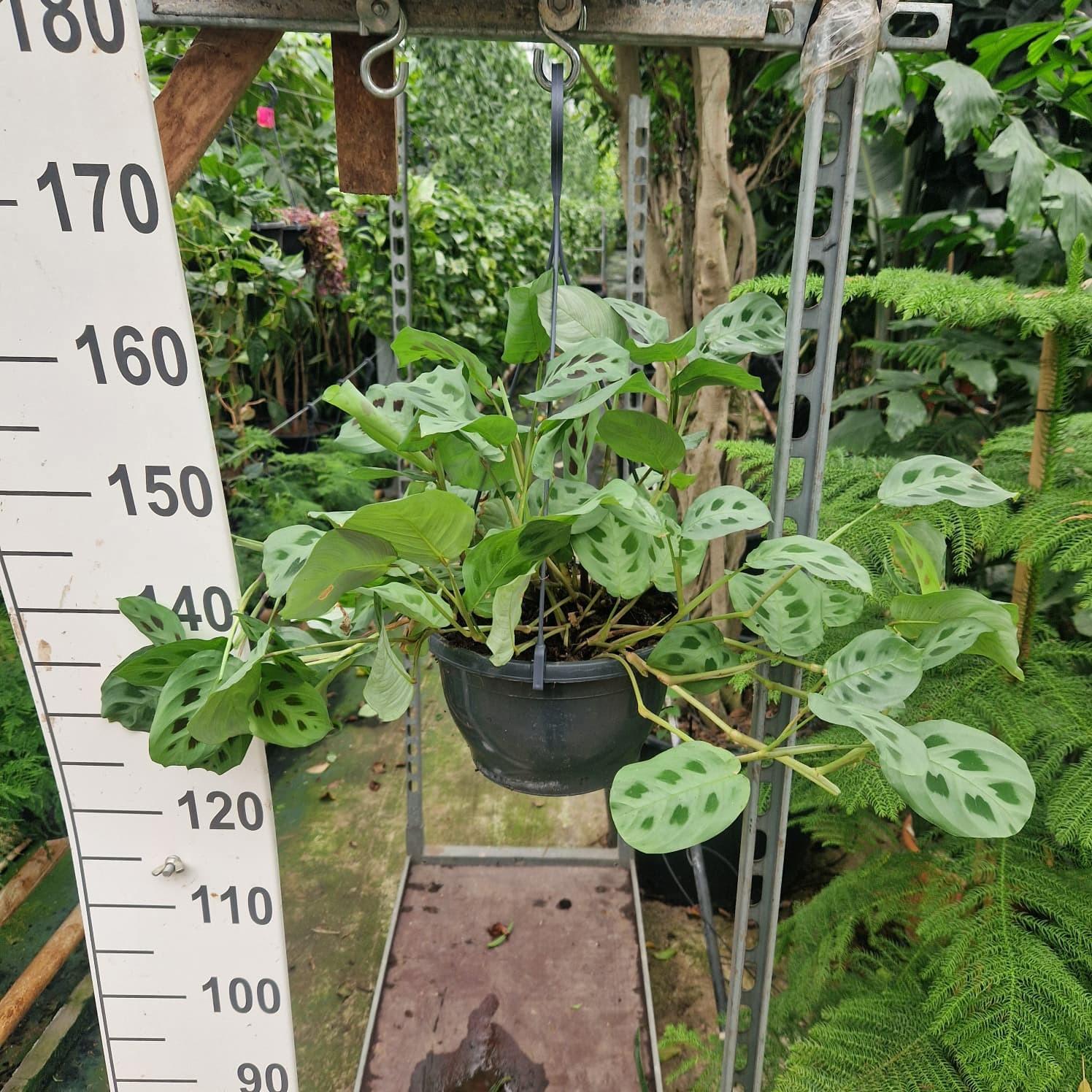 Горшечные цветы и растения оптом Maranta Leuconeura Kerchoveana Hanging от 2шт из Голландии с доставкой по России