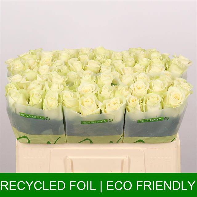 Срезанные цветы оптом Rosa large snowstorm+ от 80шт из Голландии с доставкой по России