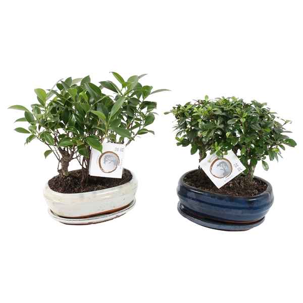 Горшечные цветы и растения оптом Bonsai Mix Forest In Ceramic With Saucer от 5шт из Голландии с доставкой по России