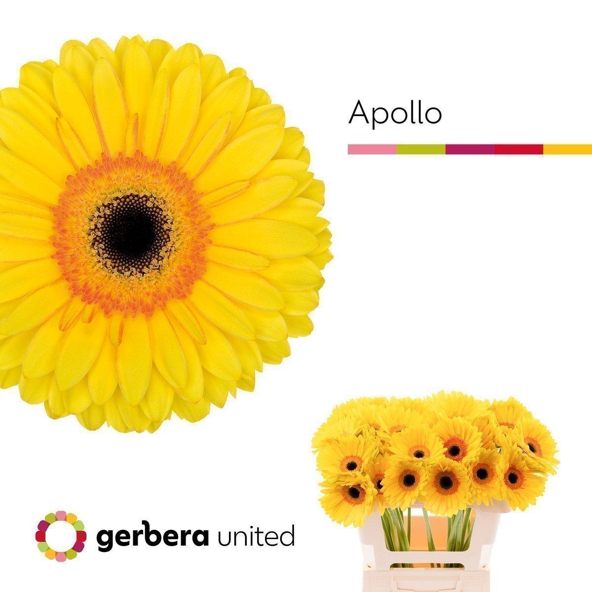 Срезанные цветы оптом Gerbera apollo A от 50шт из Голландии с доставкой по России