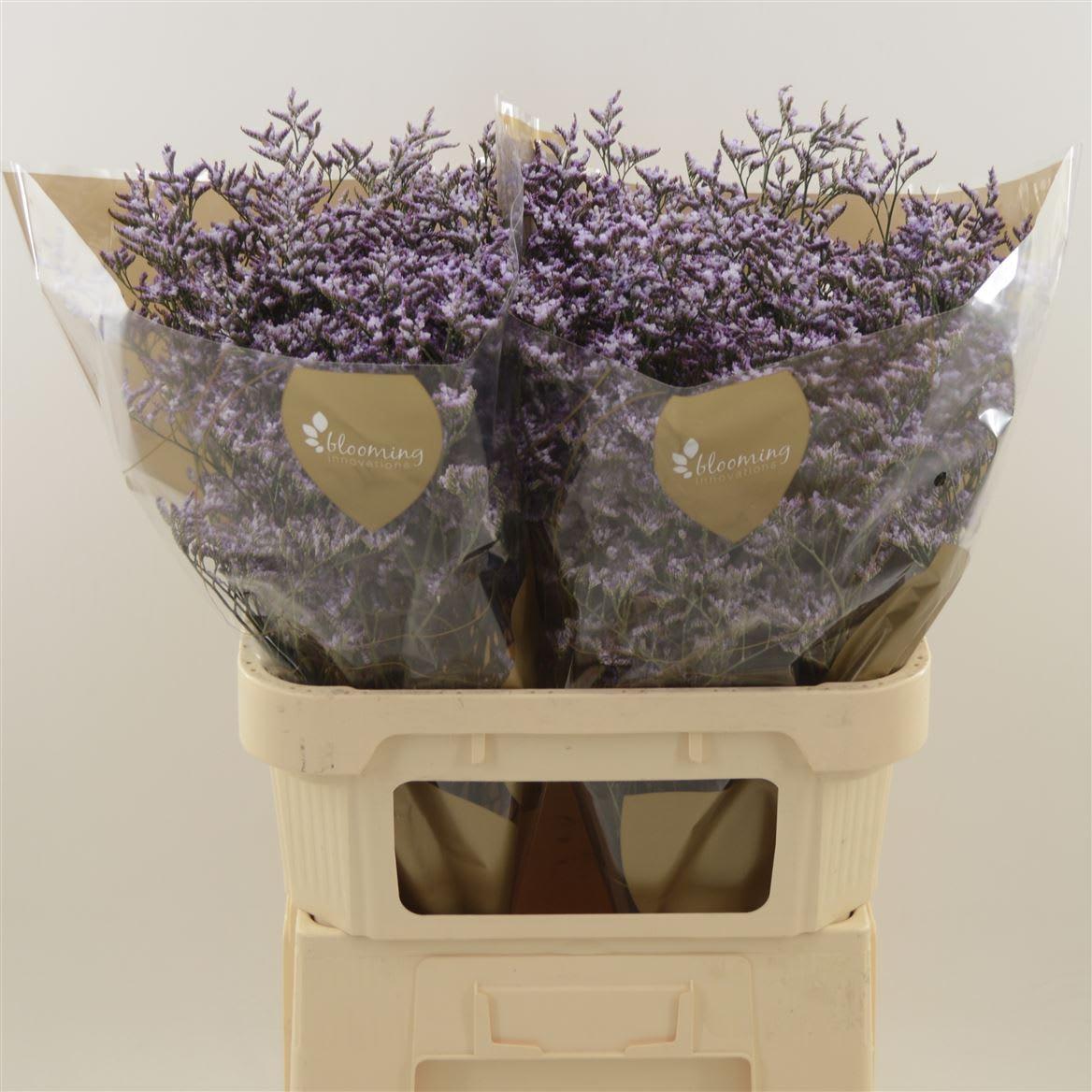 Срезанные цветы оптом Limonium safora lilac от 300шт из Голландии с доставкой по России