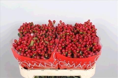 Срезанные цветы оптом Hypericum red light romance от 100шт из Голландии с доставкой по России