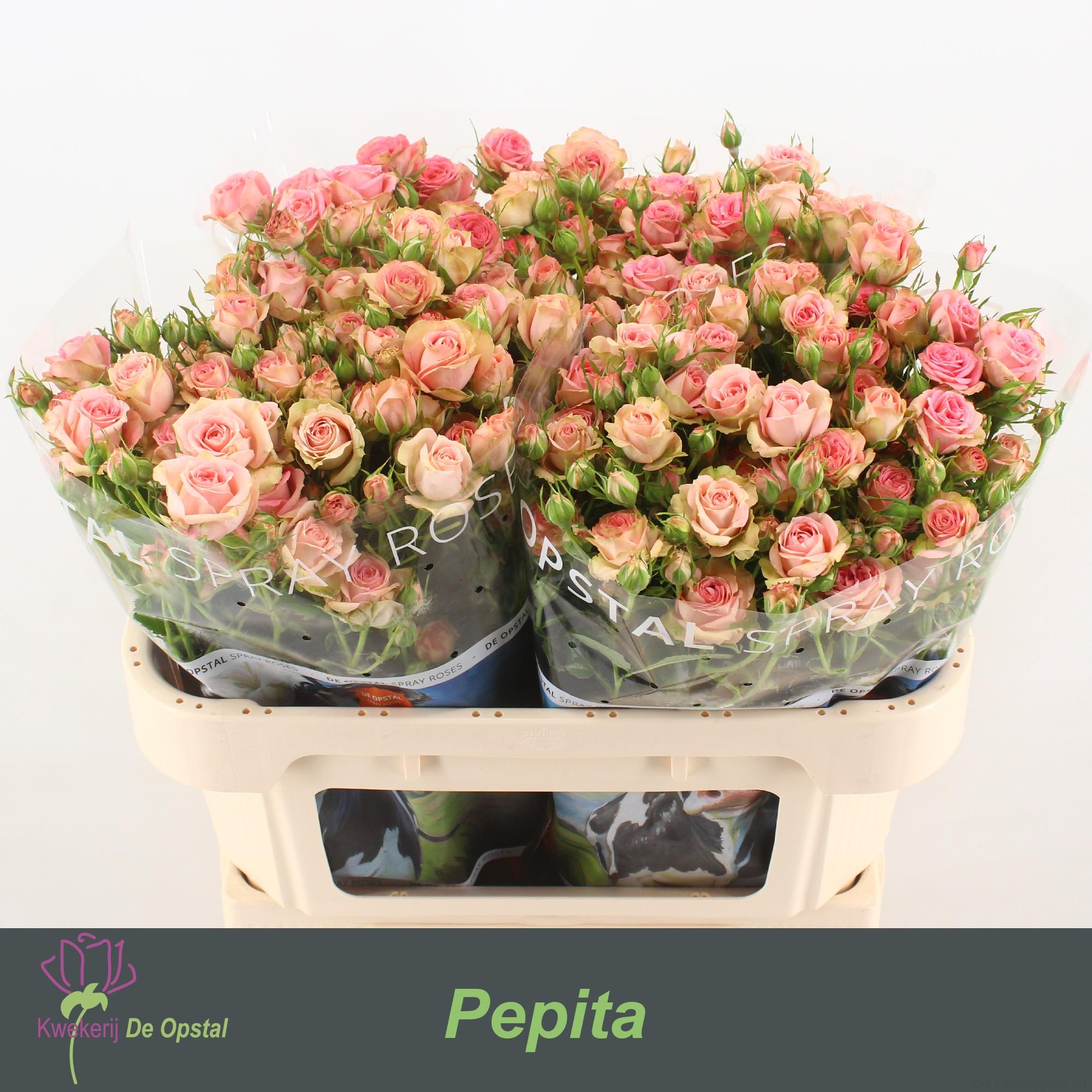 Срезанные цветы оптом Rosa spray pepita от 30шт из Голландии с доставкой по России